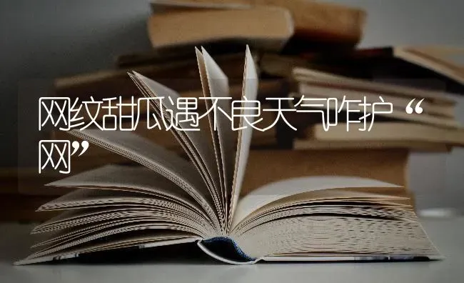 网纹甜瓜遇不良天气咋护“网” | 瓜果种植