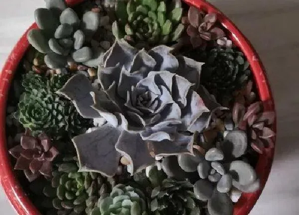 植物浇水|多肉几天浇一次水比较好