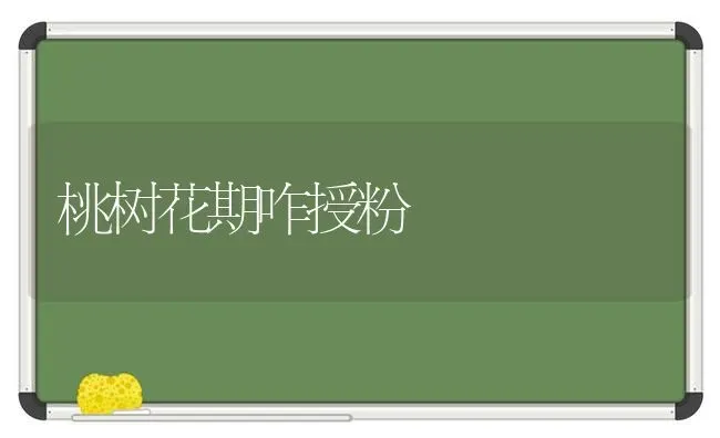 桃树花期咋授粉 | 瓜果种植