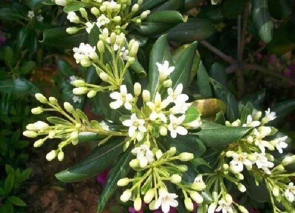 植物浇水|米兰多久浇一次水