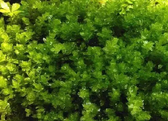 植物百科|葫芦藓属于什么植物类型