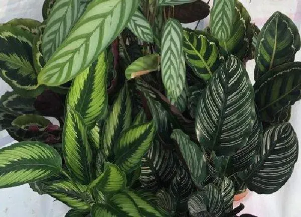 植物浇水|飞羽竹芋多久浇一次水