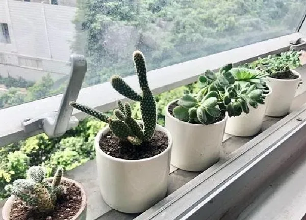 养殖科普|蚯蚓土适合养什么花卉植物