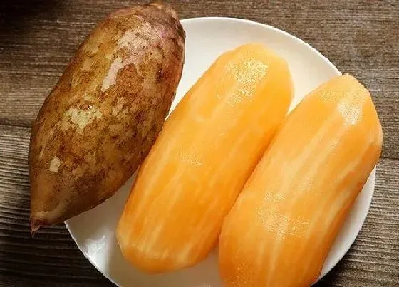 食用常识|雪莲果含糖量高吗