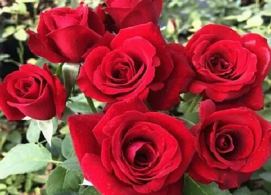 花语|15朵玫瑰代表什么花语