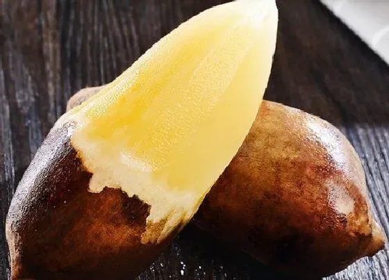 食用常识|雪莲果含糖量高吗