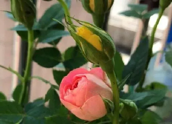 花语|15朵玫瑰代表什么花语