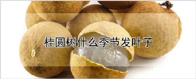 桂圆树什么季节发叶子 | 农业技术