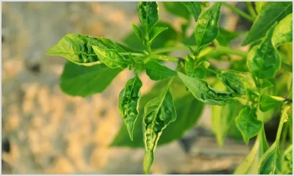 蔬菜茶黄螨危害症状及防治指南 | 植物病害