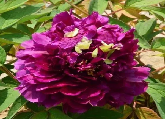 不开花|牡丹为什么不开花