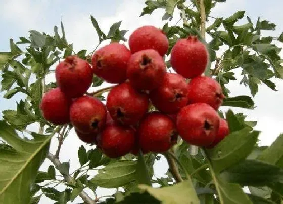 种植位置|山楂树可以种在院子里吗