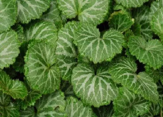 植物百科|虎耳草又叫什么名字