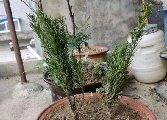 植物排行|红豆杉和幸福树哪个好养