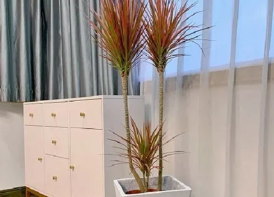 植物种类|千年木有几个品种图片 千年木有几种颜色，哪种最好