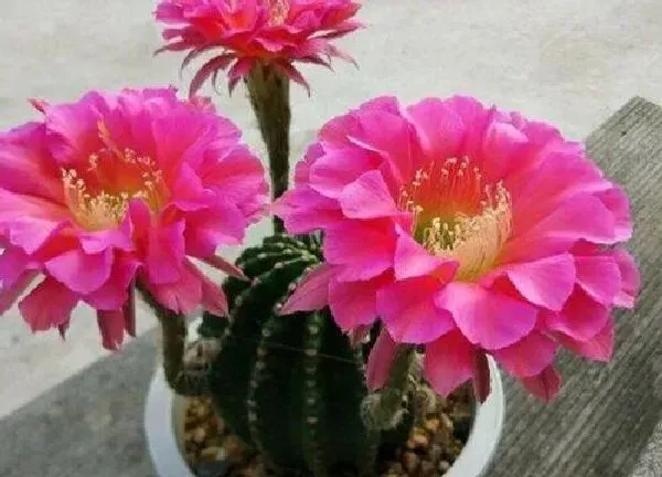 养殖方法|毛花柱怎么养才开花