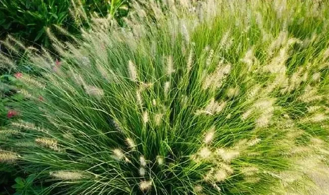 植物百科|狼尾巴草和狗尾巴草的区别
