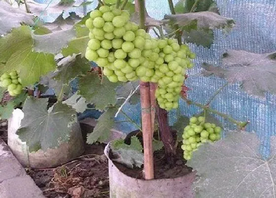植物修剪|盆栽葡萄怎么修剪好看