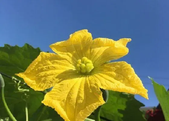 植物百科|丝瓜花是完全花吗 属于完全花还是不完全花