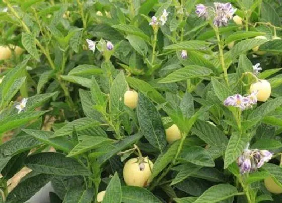 种植管理|人参果树几年结果实