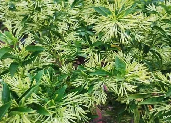 植物毒性|夜来香花香味有毒吗
