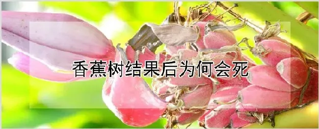 香蕉树结果后为何会死 | 耕种资料