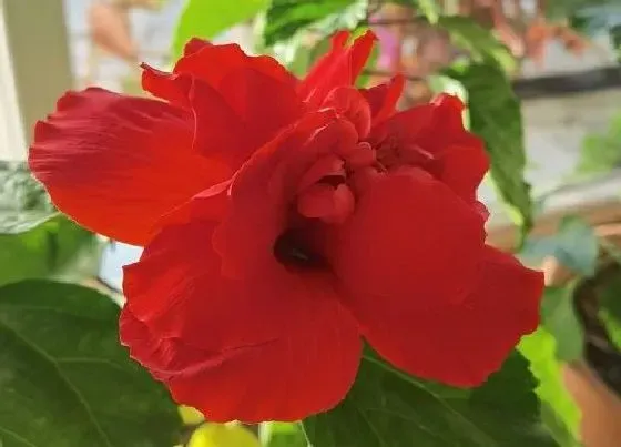花语|扶桑花的花语是什么