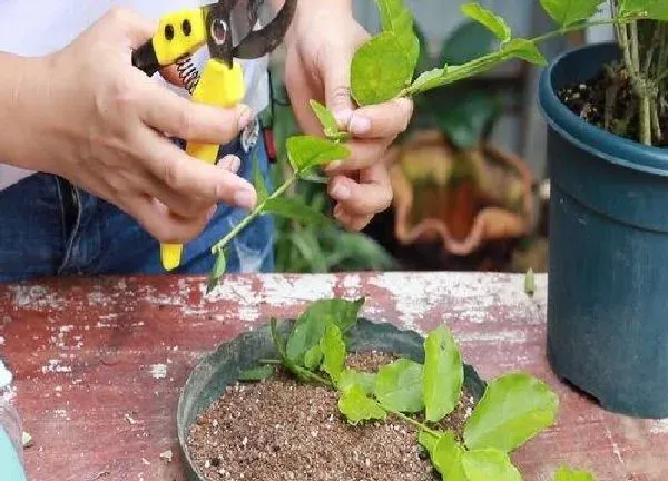 植物扦插|双色茉莉几月份扦插最好