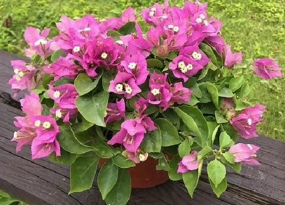 植物百科|三角梅夏天开花吗