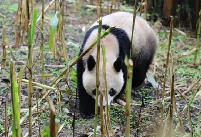 果实科普|玉米地里长熊猫了 四川村民发现熊猫在掰苞谷