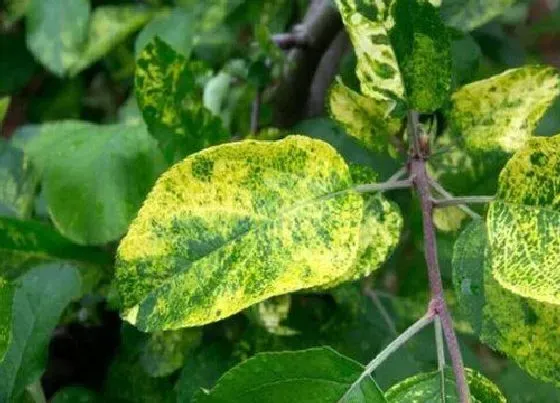 植物病害|苹果花叶病症状及防治方法