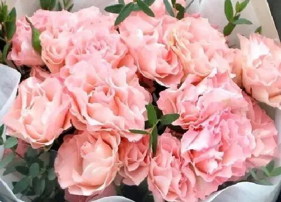 花语|什么花的花语是热烈的爱