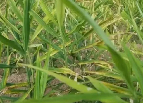 植物病害|生姜黄叶病用什么药效果好