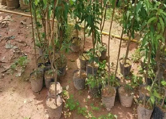 种植百科|桃树冬天能栽活吗