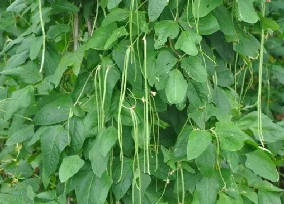 冬天植物|豇豆耐多少度低温