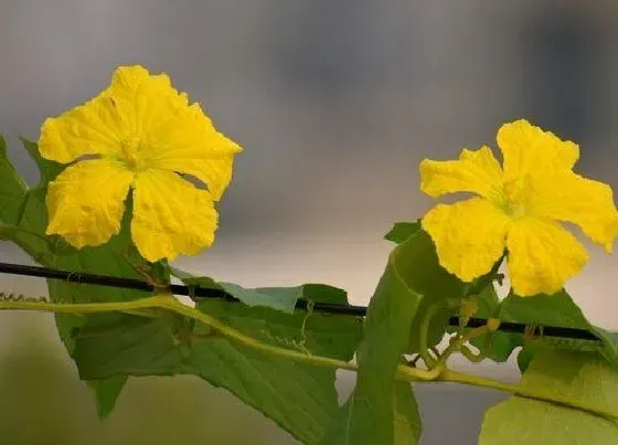 花朵诊疗|葫芦催花时间和方法