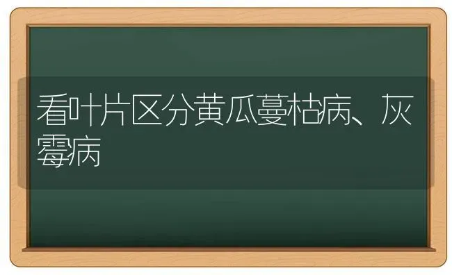 看叶片区分黄瓜蔓枯病、灰霉病 | 蔬菜种植