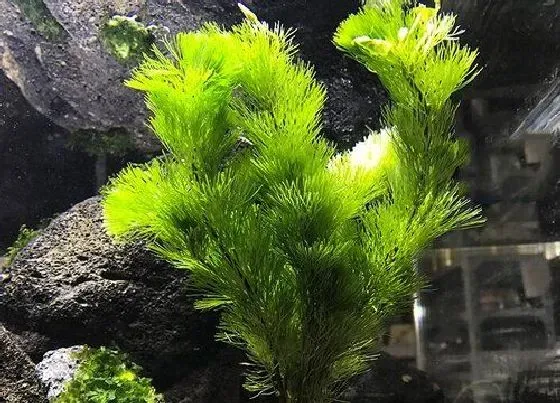 植物种类|水藻是种子植物吗