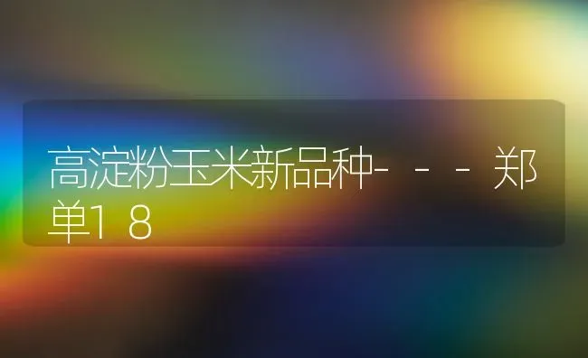高淀粉玉米新品种---郑单18 | 粮油作物种植