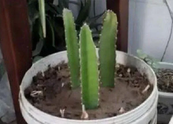 植物浇水|火龙果多久浇一次水