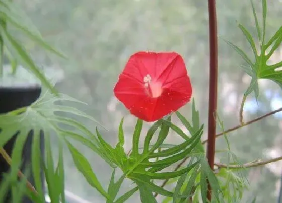 植物百科|羽叶茑萝是多年生吗