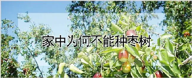 家中为何不能种枣树 | 种植资料