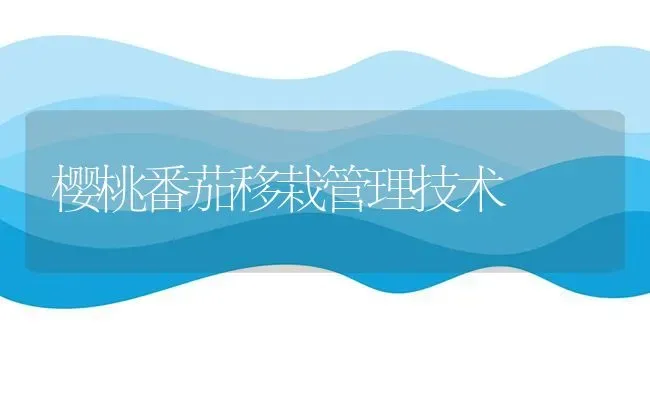 樱桃番茄移栽管理技术 | 瓜果种植