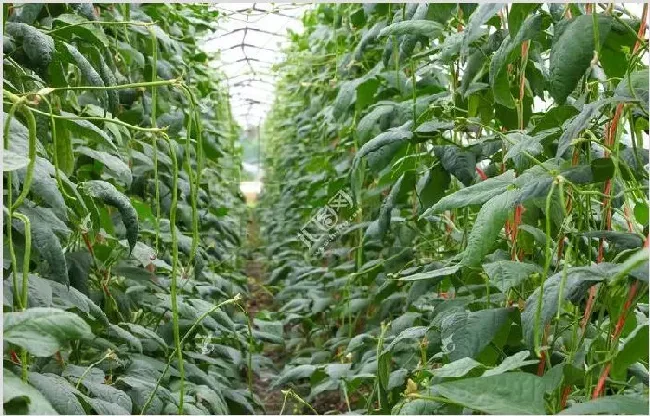 豇豆种植技术 豇豆如何才能达到高产？ | 耕种资料