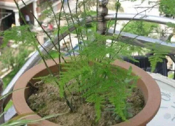 植物扦插|文竹可以扦插吗