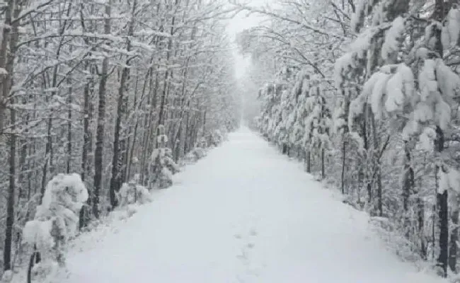 冬天植物|内蒙古呼伦贝尔突降大雪 呼伦贝尔下大雪了！