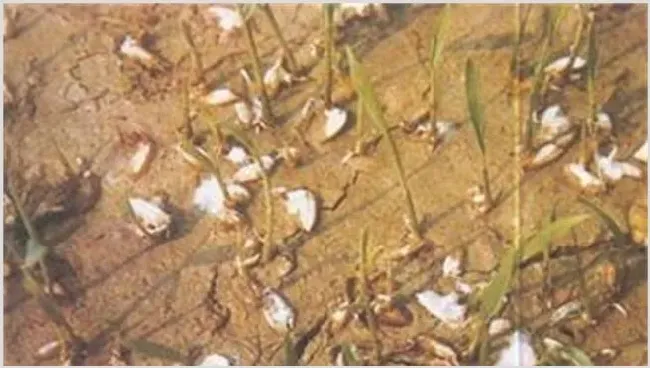 水稻烂种原因及防治措施 | 种植施肥