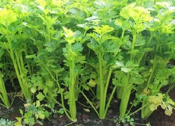 种植管理|秋芹菜什么时候种植最好