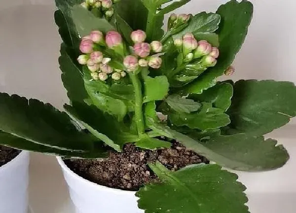 植物扦插|长寿花扦插成活率高吗（长寿花扦插方法、时间及注意事项）