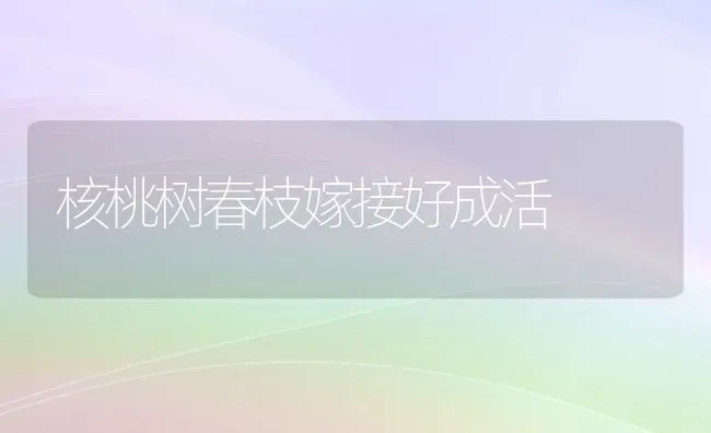 核桃树春枝嫁接好成活 | 瓜果种植