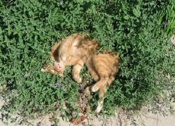 植物百科|猫草和猫薄荷有什么区别
